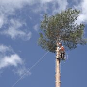 importance of tree arborists