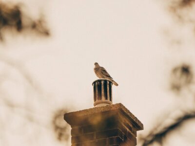 Brown bird on a chimney